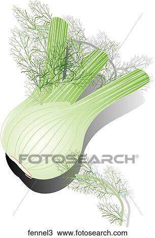 Fennel-Shadows View Large Illustration Drawing - Fennel-Shadows. Fotosearch