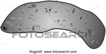 Fingerling Potatoes-One B&W View Large Illustration Stock Illustration - Fingerling Potatoes-One B&W. Fotosearch