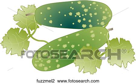 Fuzzy Melon View Large Illustration Drawing - Fuzzy Melon. Fotosearch