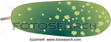 Fuzzy Melon-One View Large Illustration Stock Illustration - Fuzzy Melon-One. Fotosearch