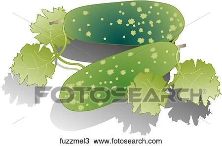 Drawing - Fuzzy Melon-Shadows. Fotosearch