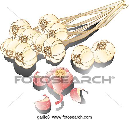 Garlic-Shadows View Large Illustration Drawing - Garlic-Shadows. Fotosearch