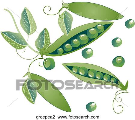 Green Peas View Large Illustration Drawing - Green Peas. Fotosearch