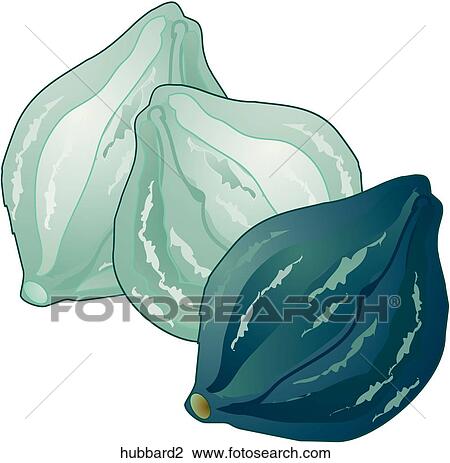 Hubbard Squash View Large Illustration Drawing - Hubbard Squash. Fotosearch