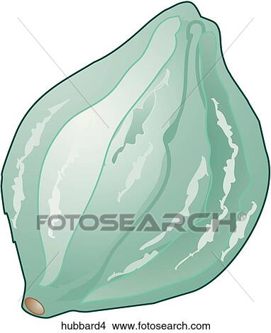 Hubbard Squash-One View Large Illustration Stock Illustration - Hubbard Squash-One. Fotosearch