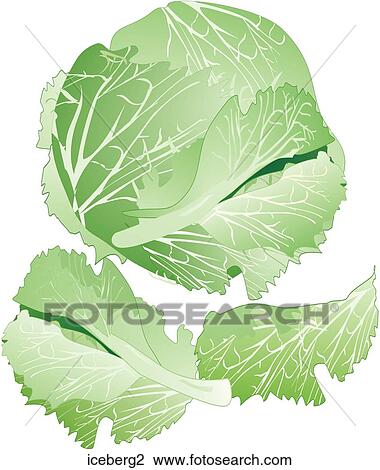 Iceberg Lettuce View Large Illustration Drawing - Iceberg Lettuce. Fotosearch