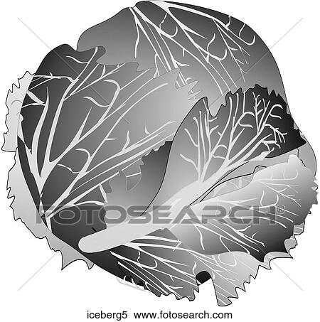 Stock Illustration - Iceberg Lettuce-One B&W. Fotosearch