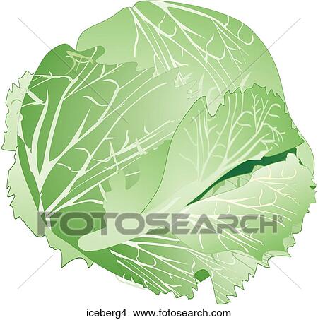 Iceberg Lettuce-One View Large Illustration Stock Illustration - Iceberg Lettuce-One. Fotosearch