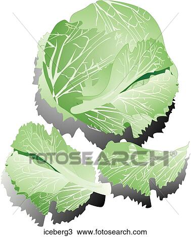 Drawing - Iceberg Lettuce-Shadows. Fotosearch