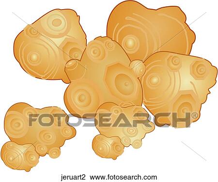 Jerusalem Artichokes View Large Illustration Drawing - Jerusalem Artichokes. Fotosearch