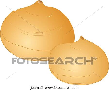 Jicama View Large Illustration Drawing - Jicama. Fotosearch
