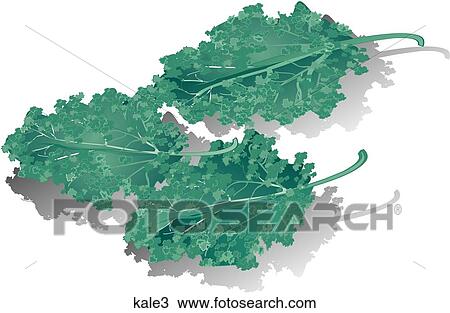 Kale-Shadows View Large Illustration Drawing - Kale-Shadows. Fotosearch