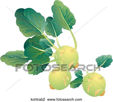 Kohlrabi View Large Illustration Drawing - Kohlrabi. Fotosearch