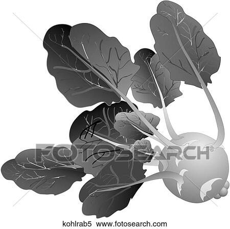Kohlrabi-One B&W View Large Illustration Stock Illustration - Kohlrabi-One B&W. Fotosearch