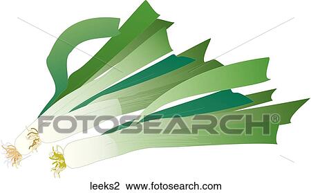 Leeks View Large Illustration Drawing - Leeks. Fotosearch