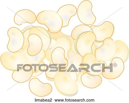 Drawing - Lima Beans. Fotosearch