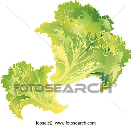 Loose Leaf Lettuce View Large Illustration Drawing - Loose Leaf Lettuce. Fotosearch