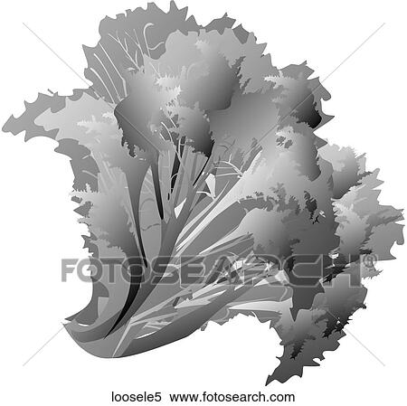 Stock Illustration - Loose Leaf Lettuce-One B&W. Fotosearch