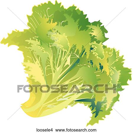 Stock Illustration - Loose Leaf Lettuce-One. Fotosearch