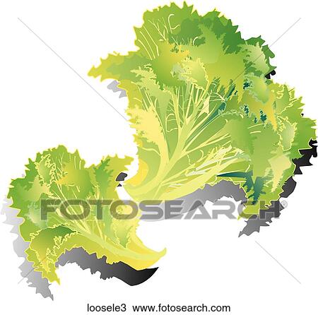 Drawing - Loose Leaf Lettuce-Shadows. Fotosearch