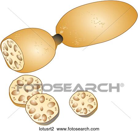 Lotus Root View Large Illustration Drawing - Lotus Root. Fotosearch