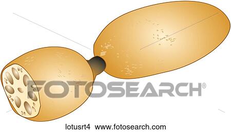 Stock Illustration - Lotus Root-One. Fotosearch