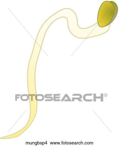 Stock Illustration - Mung Bean Sprouts-One. Fotosearch