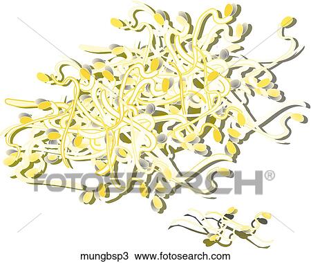 Mung Bean Sprouts-Shadows Drawing | mungbsp3 | Fotosearch