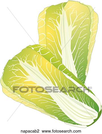 Drawing - Napa Cabbage. Fotosearch