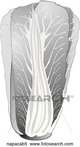 Napa Cabbage-One B&W View Large Illustration Stock Illustration - Napa Cabbage-One B&W. Fotosearch