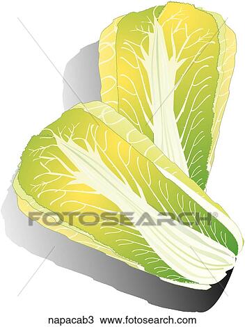 Drawing - Napa Cabbage-Shadows. Fotosearch