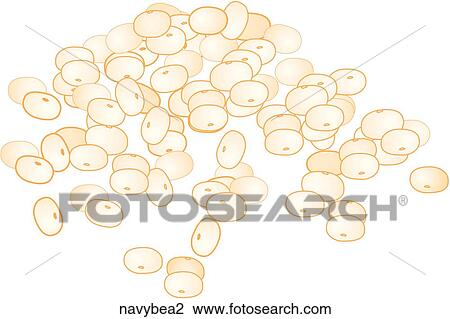 Navy Beans View Large Illustration Drawing - Navy Beans. Fotosearch