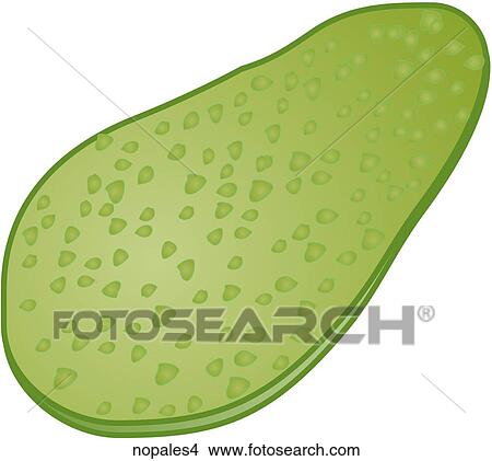 Stock Illustration - Nopales-One. Fotosearch
