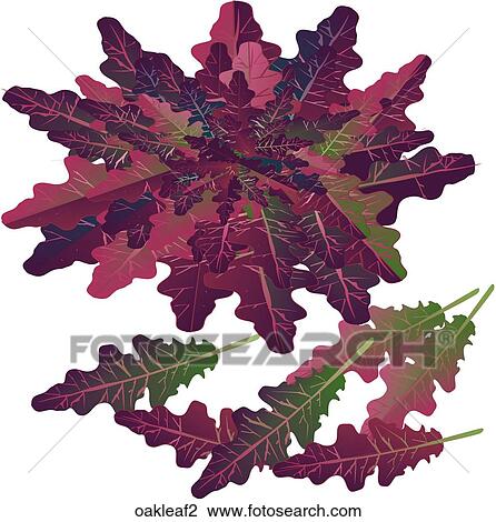 Oak Leaf Lettuce View Large Illustration Drawing - Oak Leaf Lettuce. Fotosearch