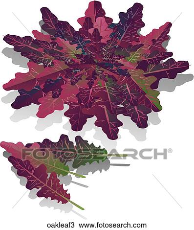Oak Leaf Lettuce-Shadows View Large Illustration Drawing - Oak Leaf Lettuce-Shadows. Fotosearch