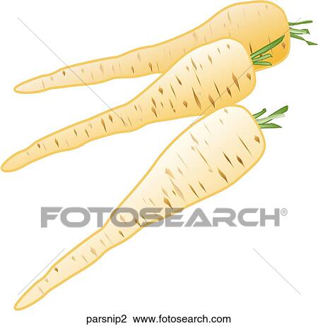Parsnips View Large Illustration Drawing - Parsnips. Fotosearch