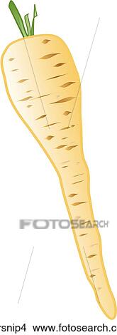 Parsnips-One View Large Illustration Stock Illustration - Parsnips-One. Fotosearch