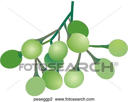 Pea Eggplant View Large Illustration Drawing - Pea Eggplant. Fotosearch