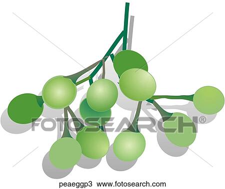 Pea Eggplant-Shadows View Large Illustration Drawing - Pea Eggplant-Shadows. Fotosearch