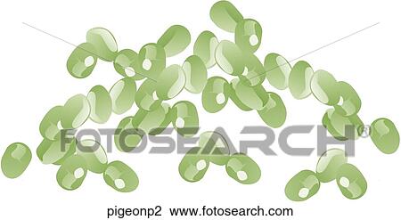 Drawing - Pigeon Peas. Fotosearch