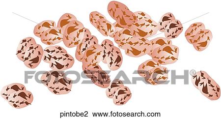 Drawing - Pinto Beans. Fotosearch