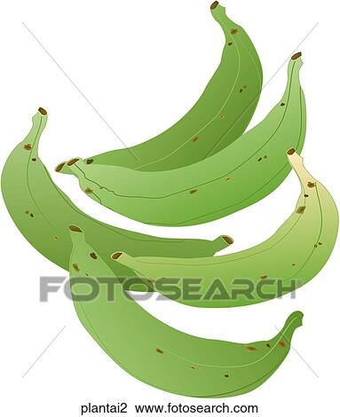 Plantains View Large Illustration Drawing - Plantains. Fotosearch