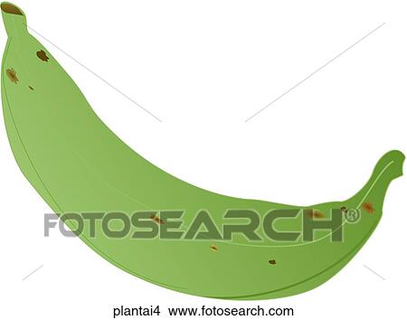 Plantains-One View Large Illustration Stock Illustration - Plantains-One. Fotosearch