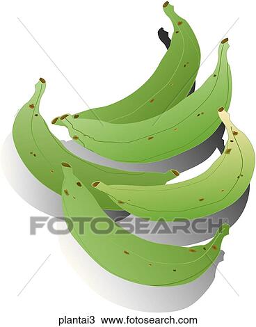 Drawing - Plantains-Shadows. Fotosearch