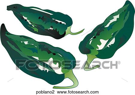 Poblano Peppers View Large Illustration Drawing - Poblano Peppers. Fotosearch
