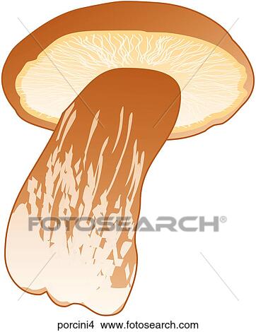 Stock Illustration - Porcini Mushrooms-One. Fotosearch