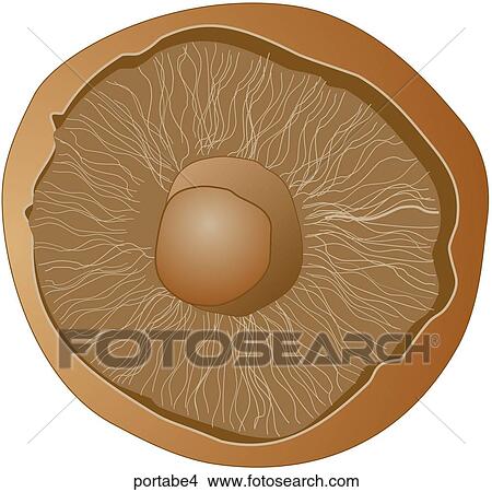 Stock Illustration - Portabella Mushrooms-One. Fotosearch