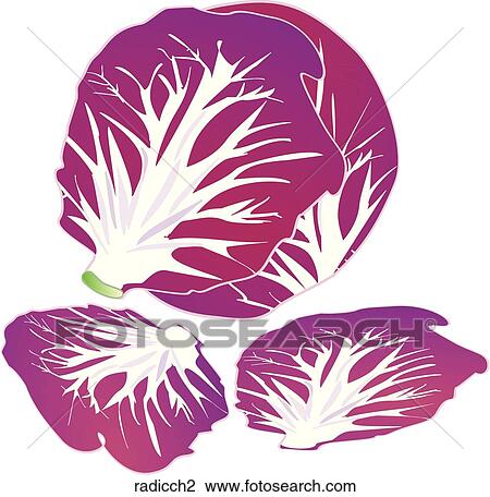 Drawing - Radicchio. Fotosearch