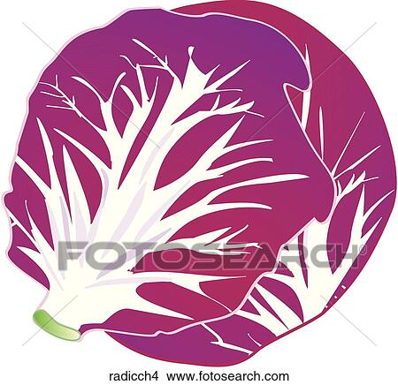 Stock Illustration - Radicchio-One. Fotosearch