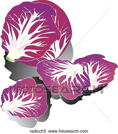 Drawing - Radicchio-Shadows. Fotosearch